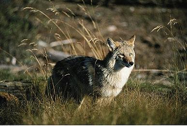 6月国产网络游戏版号 《洛克王国：世界》等过审